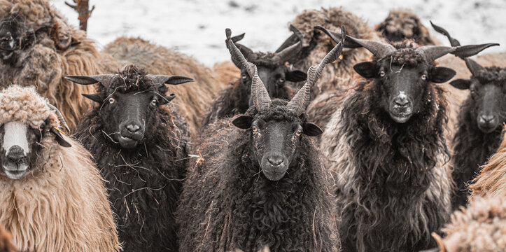 Hungarian Racka sheep with twisted horns on traditional farm