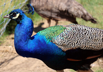 Fototapeta premium The peafowl include two Asiatic bird species the blue or Indian peafowl originally of India and Sri Lanka and the green peafowl of Myanmar, Indochina and Java and one African species the Congo peafowl