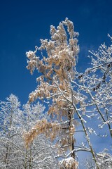  Frosted larch tree against a clear sky. Czech Republic. 