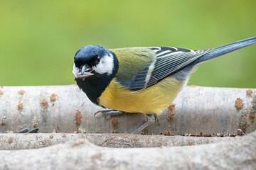  Great tit on a sunflower seed feeder. Czech Republic