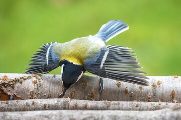 Great tit spreads its wings threateningly on a sunflower seed feeder. Czech Republic. © Milan