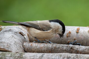 Marsh tit (Parus palustris) at a sunflower seed feeder. Czech Republic.