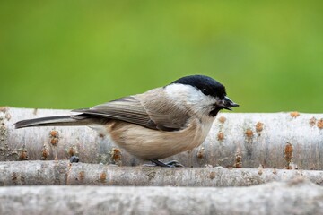 Marsh tit (Parus palustris) at a sunflower seed feeder. Czech Republic.