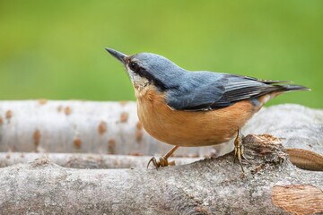 Nuthatch ( Sitta europae ) looks around at a bird feeder. Czech Republic.
