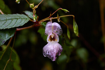 Tiny and Beautiful Purple Flower