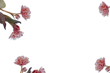 Delicate Blossoms in Bloom: Graceful flowers with soft, petal-like layers, unfurl gently with...