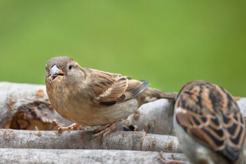 Two house sparrows at a sunflower seed feeder. Czech Republic.