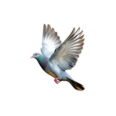 Fototapeta premium Pigeon in flight, natural, grey and green, isolated, for freedom and peace themes