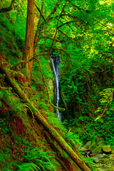 Dramatic wild scenery in the dense rainforest with lush foliage, large ferns and green moss, waterfall is falling from the high cliff in the rocky terrain. Niagara fall, Vancouver Island, BC, Canada.