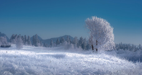 snow covered trees