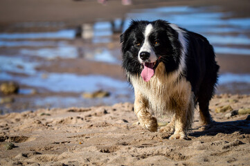 perro corriendo en la arena de la playa del mar 