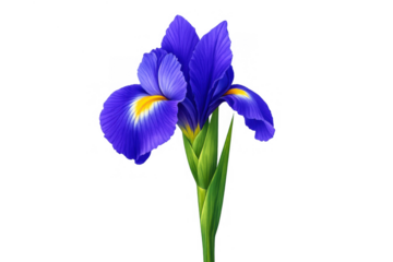 Blue iris flower blooming with vibrant petals and green stem, natural botanical illustration on transparent background