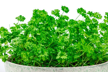 Parsley greens in ceramic pot. Urban farming concept, plant grows on the windowsill. Spicy flavors