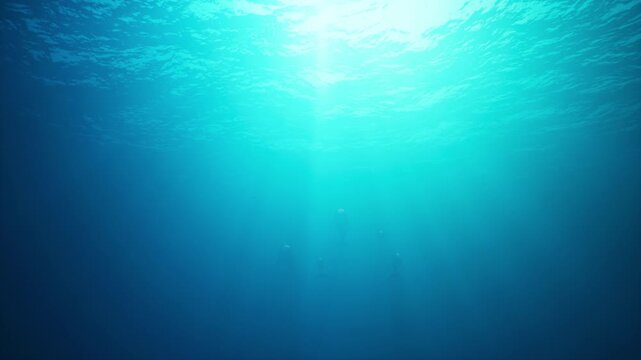 A group of dolphins swims underwater