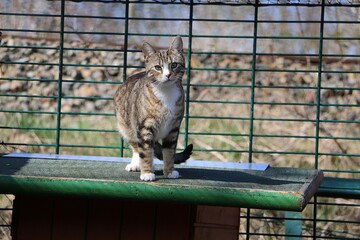 A cute tabby cat with white markings stands on the roof of a small garden shed in the sun