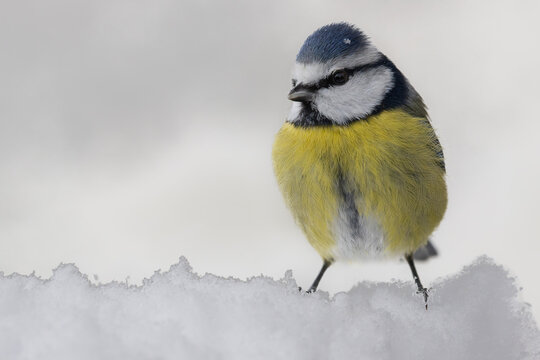 blue tit standing in deep snow