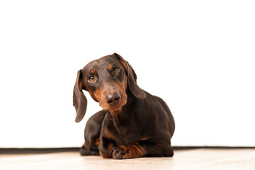 Niedlicher Dackelr&uuml;de, Dackel im Fotostudio, Dachshund mit toller Farbe, Teckel in der Farbe Schoko