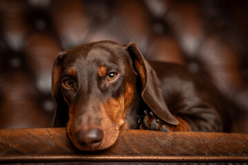 Niedlicher Dackelr&uuml;de, Dackel im Fotostudio, Dachshund mit toller Farbe, Teckel in der Farbe Schoko