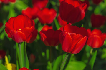 Close-up of vibrant red tulips illuminated by warm sunset light. Macro perspective highlights