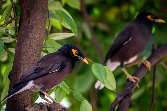 Vibrant Common Myna Bird Perched Amidst Lush Green Foliage in Sri Lanka