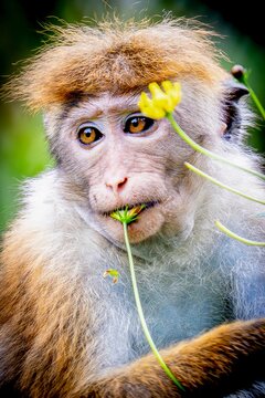 Portrait of a Toque Macaque Eating Wildflowers in Sri Lanka