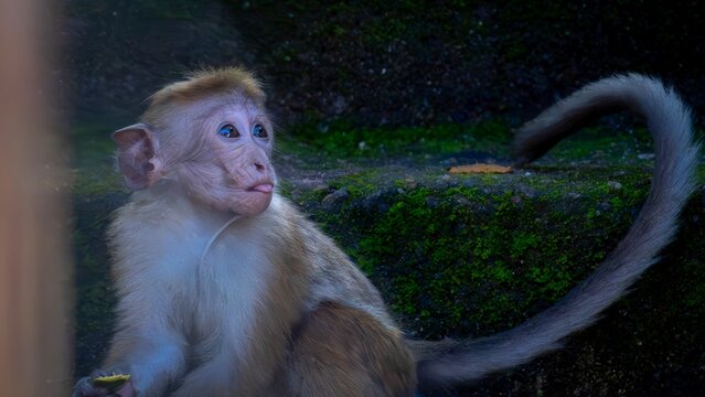 Curious Juvenile Toque Macaque Sticking Tongue Out on Mossy Rocks