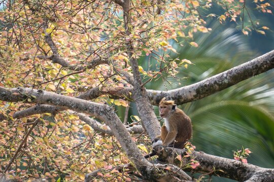 Endemic Toque Macaque Perched Amidst Vibrant Spring Foliage in Sri Lanka