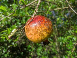 Organic ripe pomegranate hanging from a branch outdoors in an orchard with a blurred green background