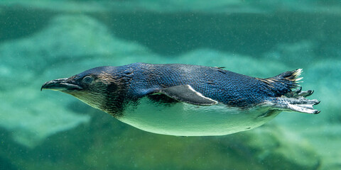 Captive Australian Little Penguin swimming in aquarium © Ken Griffiths