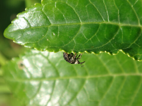 Figwort weevil (Cionus scrophulariae) walking on the underside of a leaf