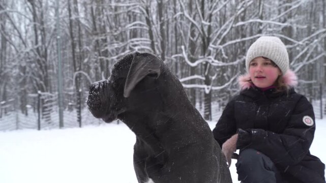 Teen girl and one-year-old Cane Corso dog in snowy dog training area at the park. Winter Season. Training For Dog. 4K