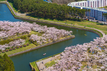 Goryokaku park in springtime cherry blossom season ( April, May ), aerial view star shaped fort in sunny day. visitors enjoy the beautiful full bloom sakura flowers in Hakodate city, Hokkaido, Japan