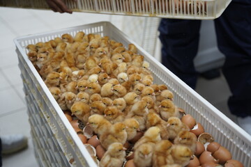 Poussins à la naissance dans couveuse © Amaury