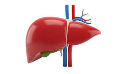 3D Rendered Human Liver with Gallbladder and Blood Vessels