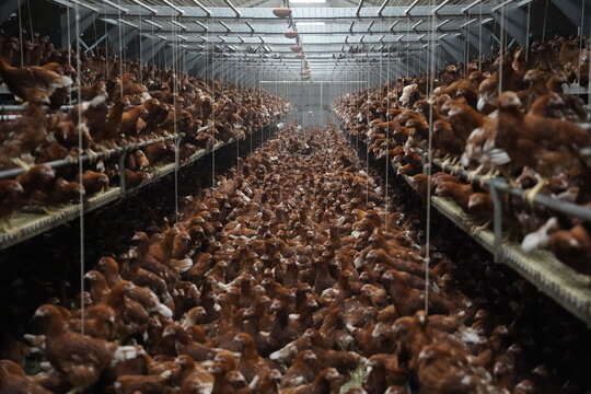 Elevage intensif de poules