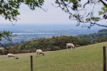 Fototapeta premium Cotswold sheep herding on a green grass meadow landscape