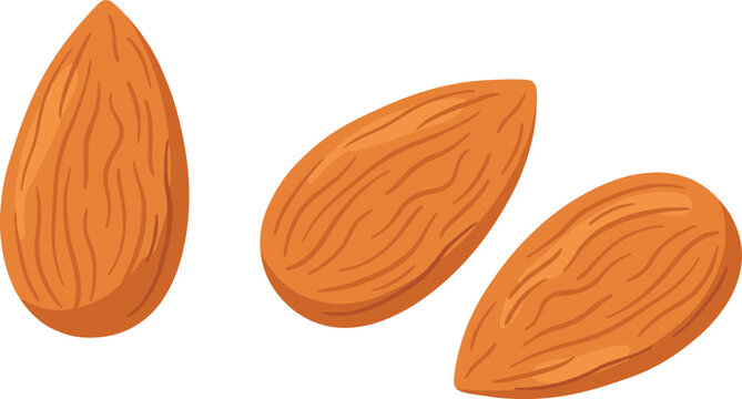 Almond nut illustration, healthy food graphic, organic snack design, nutrition symbol artwork, superfood vector drawing, culinary ingredient art, flat vector illustration