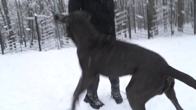 One-year-old Cane Corso dog playing with girl in snow dog training area. Winter Season. Training For Dog. 4K