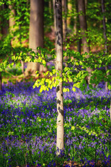 Blossoming lovely spring violet-blue forest flowers - common bluebells or Hyacinthoides, Belgium