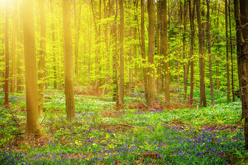 Blossoming lovely spring violet-blue forest flowers - common bluebells or Hyacinthoides, Belgium