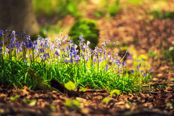 Blossoming lovely spring violet-blue forest flowers - common bluebells or Hyacinthoides, Belgium