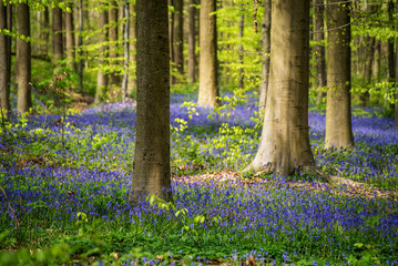 Blossoming lovely spring violet-blue forest flowers - common bluebells or Hyacinthoides, Belgium