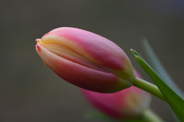 Single pink and yellow tulip in focus with blurred tulip in background