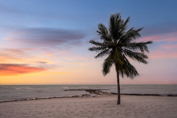 Lone palm tree on the beach at sunrise in Key West Florida