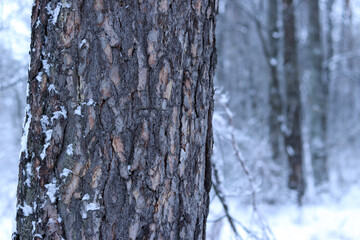 Obraz premium Tree trunk on a background of a snowy forest. Winter. Tree with snow on the bark, blurred background. Nature in winter. Snow-covered forest