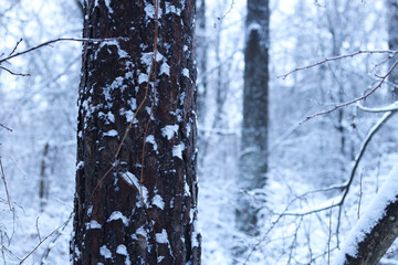 Fototapeta premium Tree trunk on a background of a snowy forest. Winter. Tree with snow on the bark, blurred background. Nature in winter. Snow-covered forest