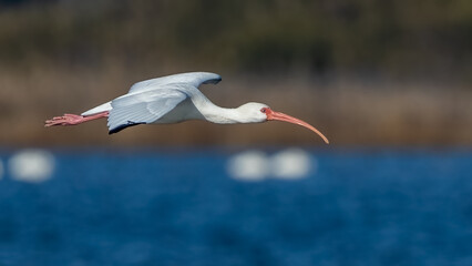 White Ibis on the lake