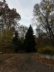 Fototapeta premium Late autumn landscape in the city park with bare trees and a winding path.