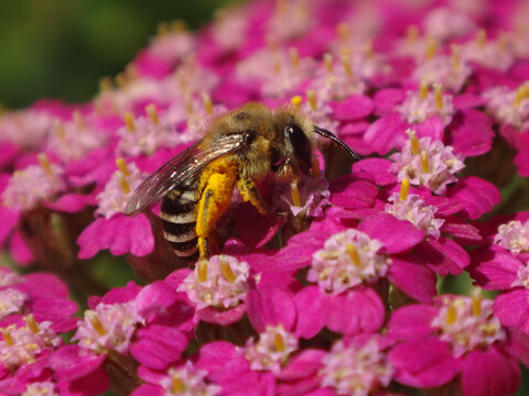 Plasterer bee (Colletes sp.), female feeding on bright pink yarrow flowers