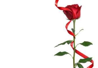 Beautiful rose flower and red ribbon on white background